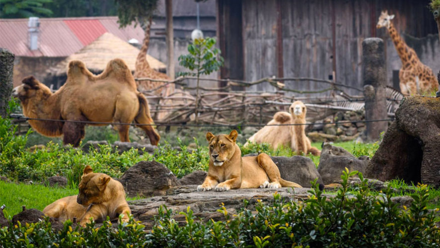 Zoologico la aurora